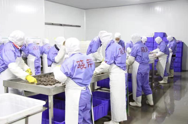 曉芹海參加工環節 曉芹海參加工環節