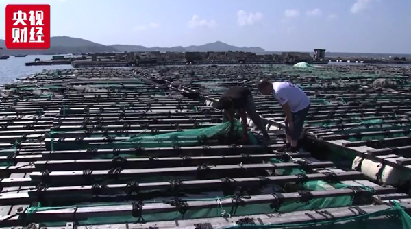 海參,大連海參,高溫,曉芹海參,秋參,漲價(jià) 海參,大連海參,高溫,曉芹海參,秋參,漲價(jià)