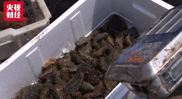 海參,大連海參,高溫,曉芹海參,秋參,漲價(jià) 海參,大連海參,高溫,曉芹海參,秋參,漲價(jià)