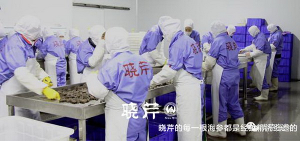 大連海參,曉芹海參,海參,海參捕撈,海參原產(chǎn)地,秋參.jpg 大連海參,曉芹海參,海參,海參捕撈,海參原產(chǎn)地,秋參.jpg